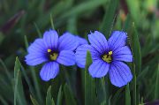 γαλάζιο Stout Μπλε-Eyed Γρασίδι, Μπλε Μάτι-Γρασίδι λουλούδια στον κήπο φωτογραφία