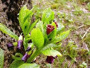 burgunder European Scopolia, Russisk Belladonna Hage Blomster bilde