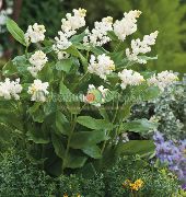 photo white  Canada Mayflower, False Lily of the Valley