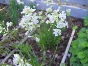 biały Tar (Viskarya) Kwiaty ogrodowe zdjęcie