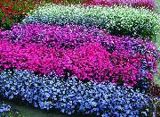 ライトブルー 天国のバラ 庭の花 フォト