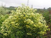 黄 Solidaster 园林花卉 照片