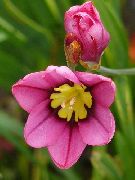 pink Sparaxis, Harlequin Flower  photo
