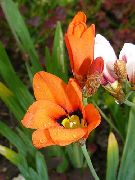 ფორთოხალი Sparaxis, არლეკინი Flower ბაღის ყვავილები ფოტო