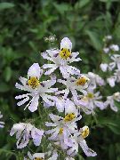 λευκό Φτωχού Ορχιδέα, Λουλούδι Πεταλούδα  φωτογραφία