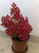 foto rot  Arme-Leute-Orchidee, Schmetterling Blume
