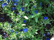 foto Blau Pimpernel Blume