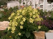ყვითელი აყვავებული თამბაქოს ბაღის ყვავილები ფოტო