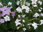 ホワイト 開花タバコ 庭の花 フォト