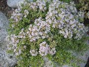 თეთრი ბაღში Thyme, English Thyme, საერთო Thyme ბაღის ყვავილები ფოტო