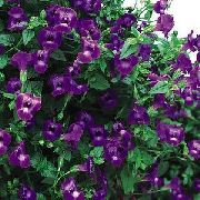 紫 小丑花，叉花  照片