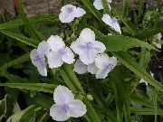 λευκό Virginia Spiderwort, Δάκρυα Γυναικεία λουλούδια στον κήπο φωτογραφία