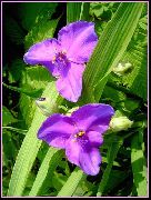 šeřík Virginia Spiderwort, Slzy Dámské Zahradní květiny fotografie