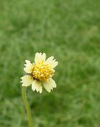фото білий Квітка Трідакс