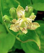 yellow Toad Lily Garden Flowers photo