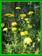 foto giallo Fiore Achillea, Staunchweed, Sanguinario, Woundwort Thousandleaf, Del Soldato