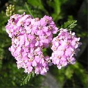 ფოტო ვარდისფერი ყვავილების Yarrow, Milfoil, Staunchweed, Sanguinary, Thousandleaf, ჯარისკაცის Woundwort