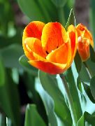 orange Tulpe Garten Blumen foto