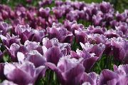 მეწამული Tulip ბაღის ყვავილები ფოტო