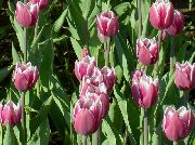 rosa Tulipan Hage Blomster bilde