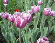 lilac Tulip Garden Flowers photo