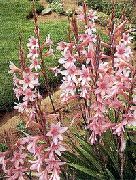 фото Утсония садовые декоративные цветы