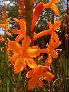 orange Watsonia, Signalhorn Lilje Hage Blomster bilde