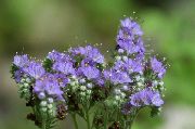 světle modrá Kalifornský Bluebell, Krajkové Phacelia, Modré Lokýnky, Housenka, Fiddleneck, Pavouk Květ, Divoký Heliotrop Zahradní květiny fotografie