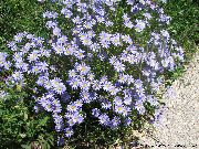 ფოტო ღია ლურჯი ყვავილების ლურჯი Daisy, ლურჯი Marguerite