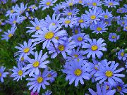 bilde lyse blå Blomst Blå Tusenfryd, Blå Marguerite
