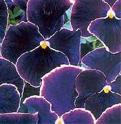 foto svart Blomma Viola, Pansy