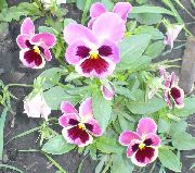 ピンク ビオラ、パンジー 庭の花 フォト