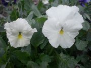 ホワイト ビオラ、パンジー 庭の花 フォト