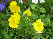 黄 中提琴，三色堇 园林花卉 照片
