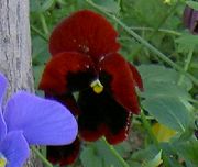 ფოტო შინდისფერი ყვავილების ალტი, Pansy