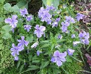 ライトブルー 角状のパンジー、角状の紫色 庭の花 フォト