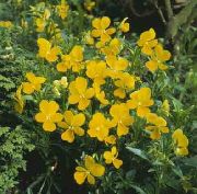 фото жовтий Квітка Фіалка Рогата