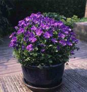 მეწამული Horned Pansy, Horned Violet ბაღის ყვავილები ფოტო