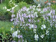 lila Gehoorzaam Plant, Valse Dragonhead Tuin Bloemen foto