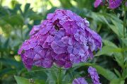 照片 紫丁香  花园福禄考