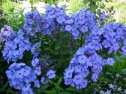 bleu ciel Phlox Fleurs Jardin photo