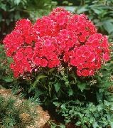 foto crvena Cvijet Vrt Phlox