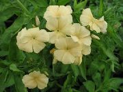 黄 每年福禄考，德拉蒙德的福禄考 园林花卉 照片