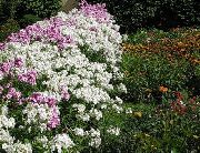 λευκό Ετήσια Phlox, Phlox Drummond Του λουλούδια στον κήπο φωτογραφία