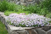 vit Smygande Flox, Moss Flox Trädgård blommor foto