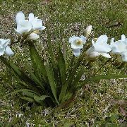 bijela Freesia Vrt Cvijeće foto