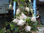 hvid Kaprifolium Fuchsia Have Blomster foto