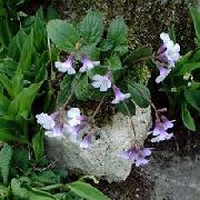 იასამნისფერი Haberlea ბაღის ყვავილები ფოტო