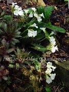 biały Haberleya Kwiaty ogrodowe zdjęcie