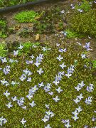 fotografie svetlomodrá Kvetina Alpské Bluets, Horské Bluets, Quaker Dámy